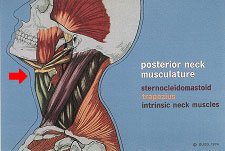 neck-muscle