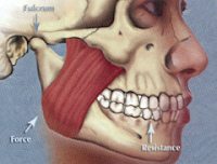 Fig. 21 The jaws are designed as a typical class II lever system with the muscles being the force, the condyles being the fulcrum, and teeth or bolus of food being the resistance.